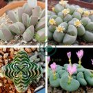 Ball Conophytum vanzylii Cactus Bonsai Rare Succulent Plant 200 Seeds