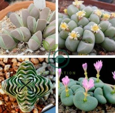 Ball Conophytum vanzylii Cactus Bonsai Rare Succulent Plant 200 Seeds