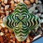 Ball Conophytum vanzylii Cactus Bonsai Rare Succulent Plant 200 Seeds