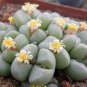Ball Conophytum vanzylii Cactus Bonsai Rare Succulent Plant 200 Seeds