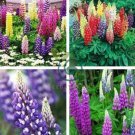 Mix Color Lupine Bonsai Plants Annual Succulent groundcover Flower 400 Seeds