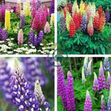 Mix Color Lupine Bonsai Plants Annual Succulent groundcover Flower 400 Seeds