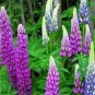 Mix Color Lupine Bonsai Plants Annual Succulent groundcover Flower 400 Seeds