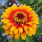 Exotic Zinnia Pretty Pastel Mixed Flower Perennial Spring Flowering Plants 200 seeds