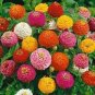 Exotic Zinnia Pretty Pastel Mixed Flower Perennial Spring Flowering Plants 200 seeds