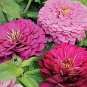 Exotic Zinnia Pretty Pastel Mixed Flower Perennial Spring Flowering Plants 200 seeds