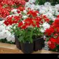 Verbena Flower Flowers Potted Plants Flower 20 Seeds