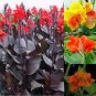 Canna Lily Bonsai Bonsai Flower Bonsai Potted Bonsai 40 Seeds