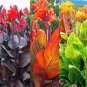 Canna Lily Bonsai Bonsai Flower Bonsai Potted Bonsai 40 Seeds