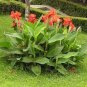 Canna Lily Bonsai Bonsai Flower Bonsai Potted Bonsai 40 Seeds