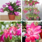 Schlumbergera Flores Christmas Cactus plantas 200 Seeds