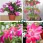Schlumbergera Flores Christmas Cactus plantas 200 Seeds