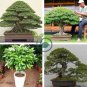 Bonsai Cinnamomum Kotoense Plant 20 Seeds