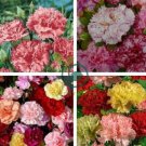 Exotic Multicolored Dianthus Caryophyllus Bonsai 600 Seeds