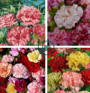 Exotic Multicolored Dianthus Caryophyllus Bonsai 600 Seeds