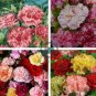 Exotic Multicolored Dianthus Caryophyllus Bonsai 600 Seeds