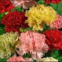 Exotic Multicolored Dianthus Caryophyllus Bonsai 600 Seeds