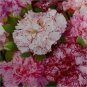 Exotic Multicolored Dianthus Caryophyllus Bonsai 600 Seeds