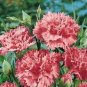Exotic Multicolored Dianthus Caryophyllus Bonsai 600 Seeds