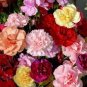 Exotic Multicolored Dianthus Caryophyllus Bonsai 600 Seeds