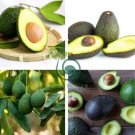 Avocado  Green Fruit Very Delicious Persea Americana 20 Seeds