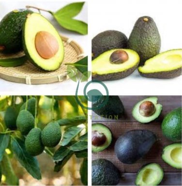 Avocado  Green Fruit Very Delicious Persea Americana 20 Seeds