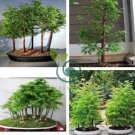 Metasequoia Glyptostroboides Bonsai plant 100 Seeds