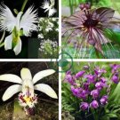 Pleione Bonsai Rare Orchid Bonsai Popular Perennial Garden Gorgeous Flower 200 seeds