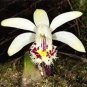 Pleione Bonsai Rare Orchid Bonsai Popular Perennial Garden Gorgeous Flower 200 seeds