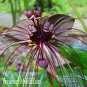 Pleione Bonsai Rare Orchid Bonsai Popular Perennial Garden Gorgeous Flower 200 seeds