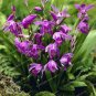 Pleione Bonsai Rare Orchid Bonsai Popular Perennial Garden Gorgeous Flower 200 seeds