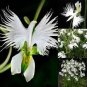 Pleione Bonsai Rare Orchid Bonsai Popular Perennial Garden Gorgeous Flower 200 seeds