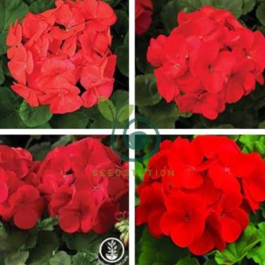 Giant Red Big Blooms Geranium Flowers Rare Plant 100 Seeds