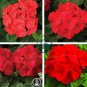 Giant Red Big Blooms Geranium Flowers Rare Plant 100 Seeds