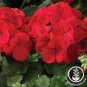 Giant Red Big Blooms Geranium Flowers Rare Plant 100 Seeds