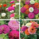 Exotic Zinnia Pretty Pastel Mixed Flower Perennial Spring Flowering Plants 200 seeds