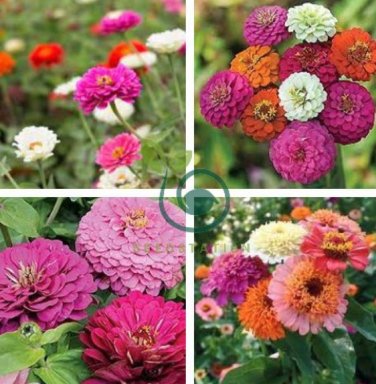 Exotic Zinnia Pretty Pastel Mixed Flower Perennial Spring Flowering Plants 200 seeds