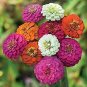 Exotic Zinnia Pretty Pastel Mixed Flower Perennial Spring Flowering Plants 200 seeds