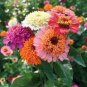 Exotic Zinnia Pretty Pastel Mixed Flower Perennial Spring Flowering Plants 200 seeds