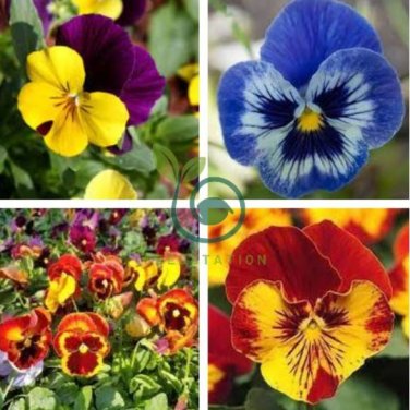 Mixed Color Rare Pansy Bonsai Wavy Viola Tricolor Flower 4000 Seeds