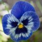 Mixed Color Rare Pansy Bonsai Wavy Viola Tricolor Flower 4000 Seeds