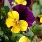 Mixed Color Rare Pansy Bonsai Wavy Viola Tricolor Flower 4000 Seeds
