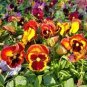 Mixed Color Rare Pansy Bonsai Wavy Viola Tricolor Flower 4000 Seeds
