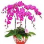Phalaenopsis Plants Bonsai hydroponic Flower Bonsai 200 Seeds