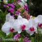 Phalaenopsis Plants Bonsai hydroponic Flower Bonsai 200 Seeds