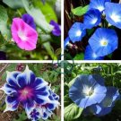 StarBlue Bonsai Garden and Patio Potted Plant Morning Glory Flowers Bonsai 200 Seeds