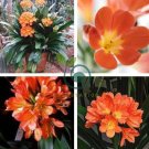 Clivia Miniata Plant Gorgeous Bonsai Rare Bush Lily Flower 200 Seeds