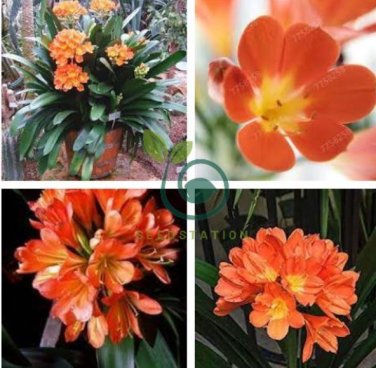 Clivia Miniata Plant Gorgeous Bonsai Rare Bush Lily Flower 200 Seeds