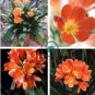 Clivia Miniata Plant Gorgeous Bonsai Rare Bush Lily Flower 200 Seeds