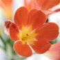 Clivia Miniata Plant Gorgeous Bonsai Rare Bush Lily Flower 200 Seeds